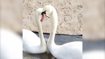 Видео из Сети. Лебеди из Московского зоопарка исполняют брачный танец - mur.tv
