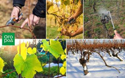 Уход за виноградом с весны до осени – полезные советы начинающим - sadogorod.club - Виноград