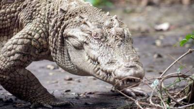Видео: голодный трехметровый аллигатор спрятался под автомобилем американца - mur.tv - штат Флорида
