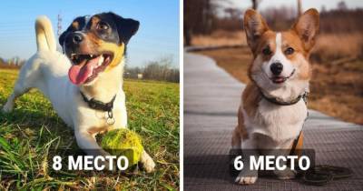 10 пород собак, которые оказались самыми популярными в России в 2020 году - mur.tv - Россия