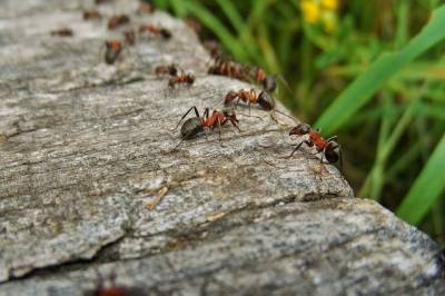 10 советов: как избавиться от муравьёв - lifehelper.one