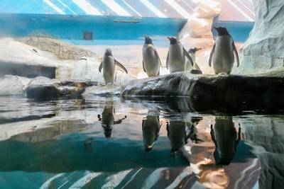 Пингвины Московского зоопарка поменялись вольерами - mur.tv