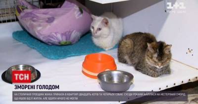Морила голодом: в Киеве женщина держала в квартире 20 кошек и 4 собак - mur.tv - Киев - Запорожье