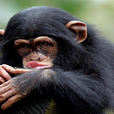 Более 20 берберских обезьян сбежали из зоопарка в городе Леффинген - mur.tv - Германия