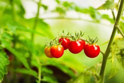 Как вырастить хорошую рассаду помидоров в домашних условиях? - lifehelper.one