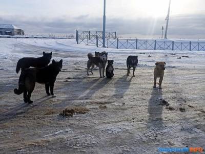 Томаринский район отказался от строительства приюта для собак - mur.tv - Холмск