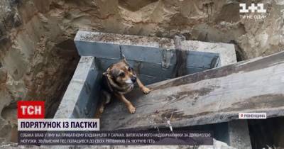В Ровенской области собака упала в яму, бедолагу из ловушки спасали чрезвычайники: видео - mur.tv - Славянск