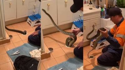 Двухметровая змея в сливе ванной шокировала супругов из Австралии - mur.tv - Австралия