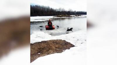 Видео из Сети. Житель Стерлитамака на надувной лодке спас собаку с льдины - mur.tv - Стерлитамак