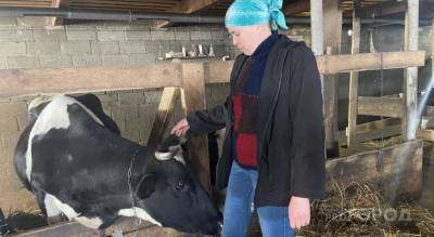 Супруги из Моргаушского района завели коров и стали работать на себя: “На наемный труд не вернемся” - mur.tv