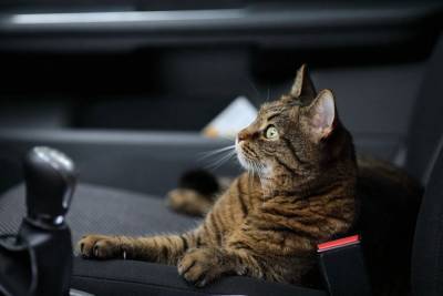 Пришла весна: путешествуем с кошкой в автомобиле комфортно - mur.tv