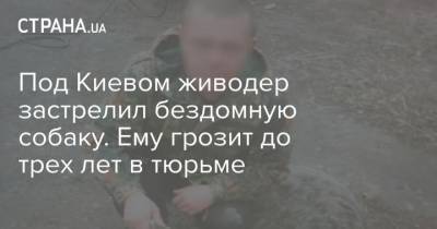 Под Киевом живодер застрелил бездомную собаку. Ему грозит до трех лет в тюрьме - mur.tv - Киев