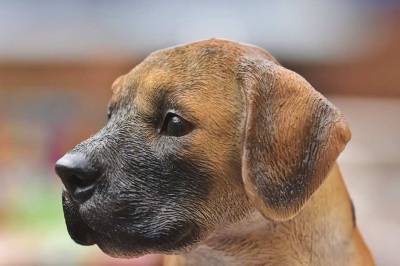 Учёные: Собаки ощущают ревность, когда представляют хозяина с другим псом - mur.tv