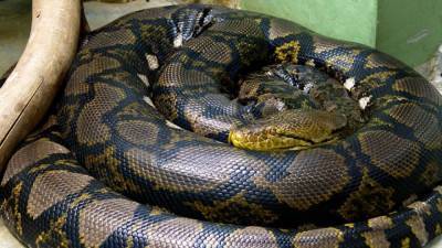 В Австралии семья обнаружила в ванной гигантскую змею - mur.tv - Австралия - Брисбен