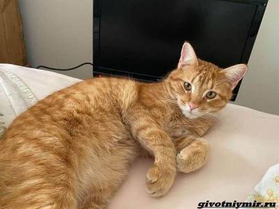 История о рыжем коте, который любит смотреть видео - mur.tv