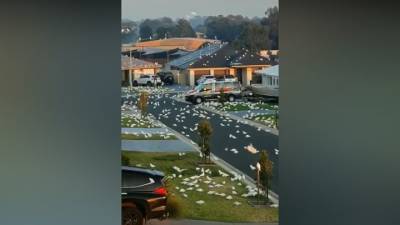 Тысячи попугаев заполонили австралийский городок - mur.tv - Австралия