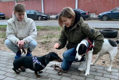 Собаку насмерть сбитой в Твери хозяйки пристроили в новый дом - mur.tv - Тверь