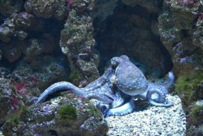 Огромный осьминог замечен на побережье Австралии - mur.tv - Австралия - Байрон-Бей