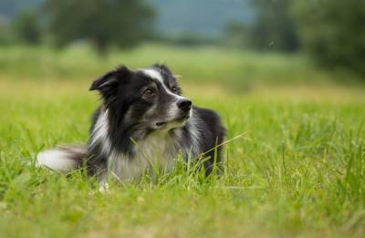 Почему собаки с удовольствием едят траву? - mur.tv