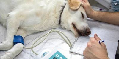Вам, дорогие собаководы: 5 ценных советов от британских ветеринаров - mur.tv