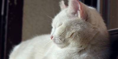 Любопытно: глухую кошку разбудили причудливым способом - mur.tv
