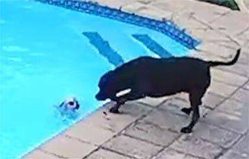 В ЮАР собака вытащила подругу из бассейна и стала звездой Сети - mur.tv - Юар