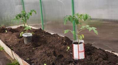 Как правильно высадить рассаду помидор в теплицу и в огород: все секреты дачников - sadogorod.club