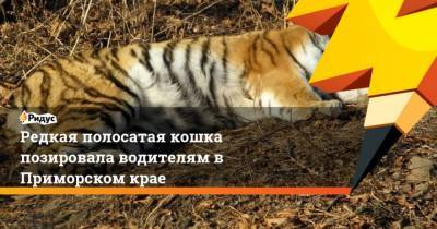 Редкая полосатая кошка позировала водителям в Приморском крае - mur.tv - Приморье край