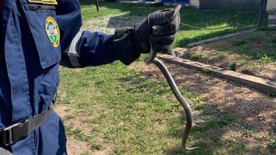 Житель Уфы нашёл в доме ядовитую змею - mur.tv - Уфа