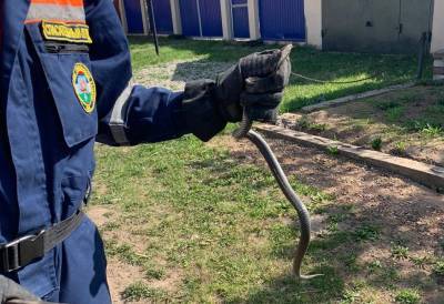 Спасатели выловили в доме в Уфе потенциально опасную змею - mur.tv - Уфа