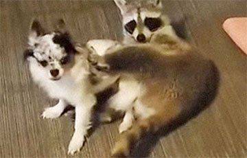 Видеохит: Енот и собака устроили дома бои MMA - mur.tv