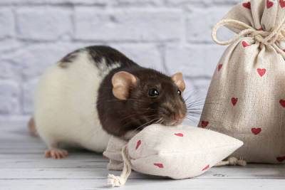 Сколько живут крысы: что надо знать о домашних питомцах? - 7days.ru