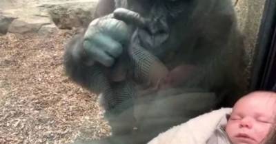 В зоопарке США горилла прикипела глазами к спящему младенцу и “познакомила” его со своим детенышем (видео) - mur.tv - Сша - Бостон
