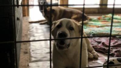 Десятки собак сгорели в приюте под Екатеринбургом - mur.tv - Екатеринбург - Свердловская обл.