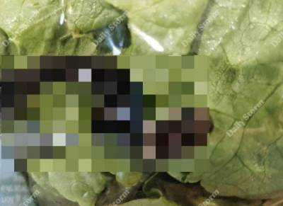 Мужчина в Австралии купил салат с одним из самых ядовитых существ в стране (3 фото) - porosenka.net - Австралия