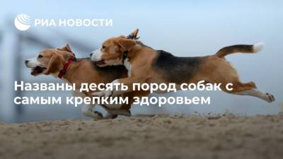Названы десять пород собак с самым крепким здоровьем - mur.tv - Москва