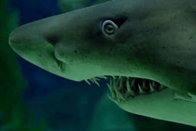 Лаборатория ВМС США разработает БПА с поверхностью, напоминающей кожу акулы - mur.tv - Сша