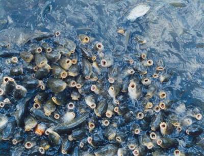 Почему рыбы могут задохнуться даже в воде? Что такое замор? - porosenka.net