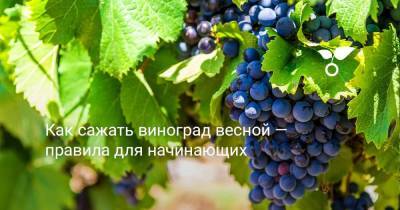 Как сажать виноград весной — правила для начинающих - sadogorod.club - Виноград