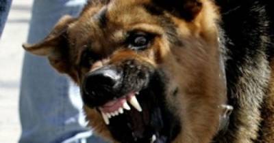 Выскочили на улицу и напали на прохожих: в Донецкой области собаки загрызли 34-летнего мужчину - mur.tv - Донецкая обл. - Мирноград