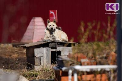 В Койгородском районе ищут организацию для отлова бездомных собак - mur.tv