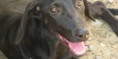 Больная бродячая собака доверилась доброму человеку и попросила о помощи - mur.tv - Коста Рика