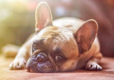 Ученые: На уровень стресса собак влияют их отношения с человеком - mur.tv