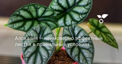 Алоказия — неимоверно эффектные листья в правильных условиях - sadogorod.club