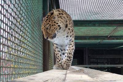 Леопарду в Московском зоопарке нашли невесту - mur.tv - Приморье край