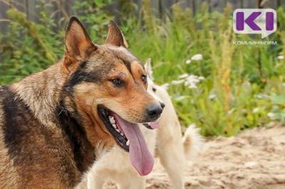В Усть-Цильме не нашлось желающих заняться отловом безнадзорных собак почти за миллион рублей - mur.tv