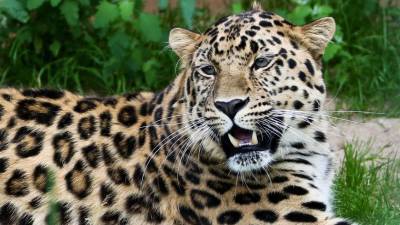 Сотрудники московского зоопарка переселили амурского леопарда в вольер к самке - mur.tv - Москва