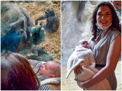 Милейшая реакция гориллы на новорожденного младенца - mur.tv