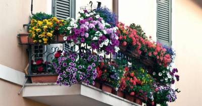 7 готовых схем для выращивания цветов за окном квартиры, как в итальянских многоэтажках - lifehelper.one - Италия - Рим