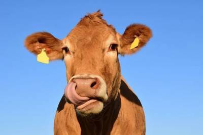 Индийские врачи выяснили, что фекалии коров не лечат коронавирус - mur.tv - Индия